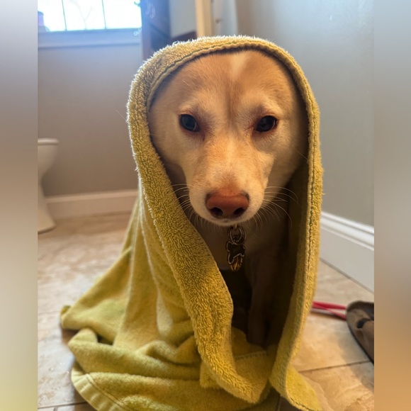 Meet your Posher, Addy - Picture 3 of 4